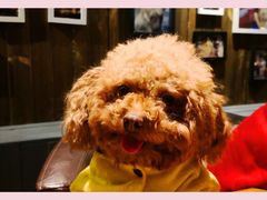 -百好乐宠物友好餐厅(朝外大街店)