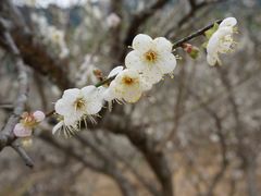 -广州市流溪河国家森林公园