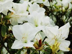 -梧桐山风景名胜区