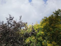 -昆山城市生态森林公园