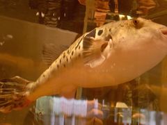 -江户前日本料理(瑞诗酒店店)