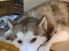 -Husky Go! 哈士奇体验馆·宠物咖啡厅狗咖