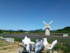 -北京东方普罗旺斯薰衣草庄园