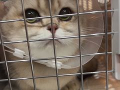 -艾贝尔宠物医院·24H转诊中心·肿瘤猫专科(江宁双龙店)