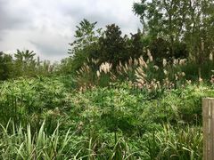 -白鹭湾湿地公园