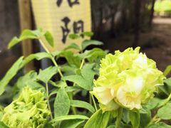 -洛阳市隋唐城遗址植物园
