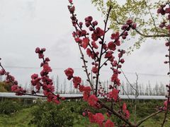 -前小桔亲子创意农场·草莓采摘·露营烧烤