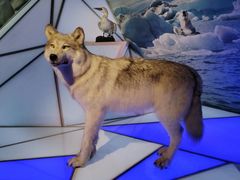 -贝林大翅鲸简餐厅(国家海洋博物馆店)