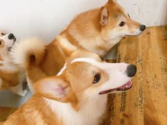 -汪说·狗咖(旺城大厦店)
