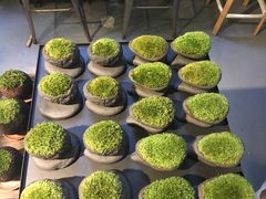 -植觉