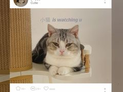 -1013 PET SHOP精品宠物商店(丁香店)