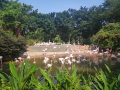 -广州长隆飞鸟乐园