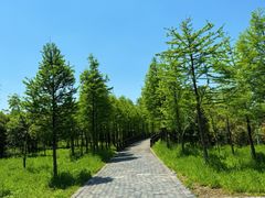 -溱湖国家湿地公园