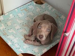 -趣玩宠物乐园寄养训犬训狗游泳池