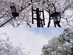 -莫愁湖公园