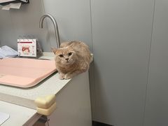 -伟伟宠物医院·瑞派猫友好医院·猫科(光谷店)