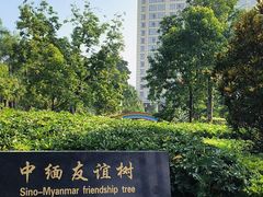 -中缅友谊树