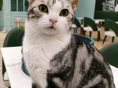 -安格丽娜·狗咖·猫咖羊驼咖(春熙路百盛商场店)