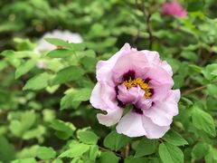 -洛阳市隋唐城遗址植物园