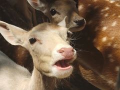 -石家庄市动物园