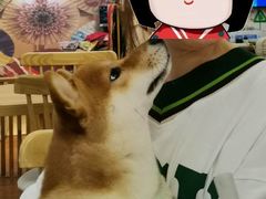 -豆柴町-柴犬主题狗咖(红鼎国际C座店)