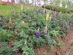 景点-瑶湖郊野森林公园