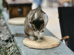 -灶咖KITCHEN