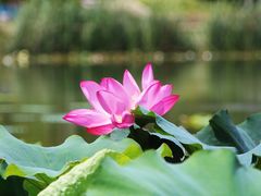 -新江湾城公园