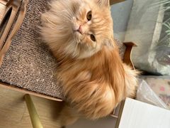 -猫咪派对(江南西店)