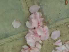 -西安青龙寺遗址景区
