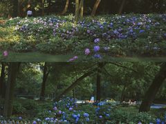 -上海共青森林公园