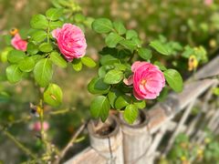 -重元寺香积厨素斋馆