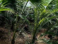 -呀路古热带植物园