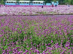 -径山花海
