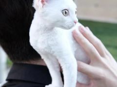 -十年猫舍·猫咪专门店(普陀店)