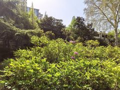 -洛阳市牡丹公园