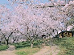 -苏州上方山国家森林公园