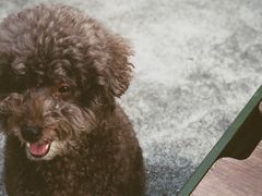 冰博客dirty-Again Coffee Roaster(香蜜湖店)