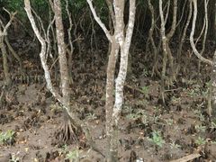 -东寨港红树林旅游区