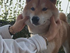 -柴犬高等学院·狗咖·柴犬售卖·宠物训练