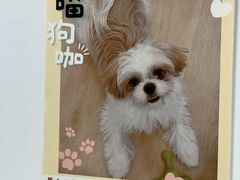 -有喵·猫咖·狗咖·30几只猫10只小狗(岗厦店)