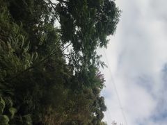 -深圳仙湖植物园-停车场