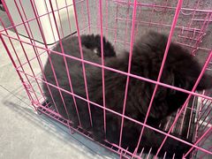 -伟伟宠物医院·CT影像中心·瑞派犬猫综合性门诊(汉口总院)