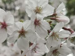 -高东镇樱花园