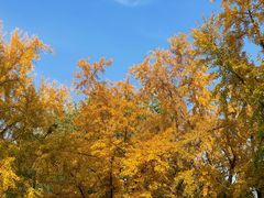 -三里屯东五街银杏大道