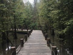 -桤木河湿地公园