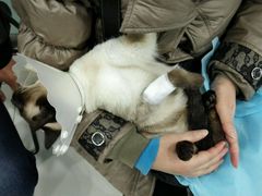 -纳吉亚猫专科动物诊疗中心(蒋宅口分院)