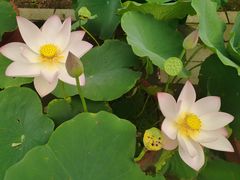 -莲花池公园
