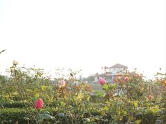 -空港花田景区