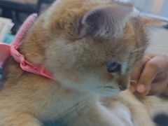 -瑞派·关忠动物医院·猫专科·犬专科(三环新城店)